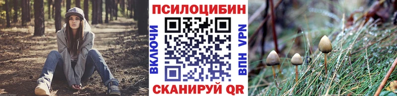 Галлюциногенные грибы Psilocybe цены blacksprut ССЫЛКА Чебоксары
